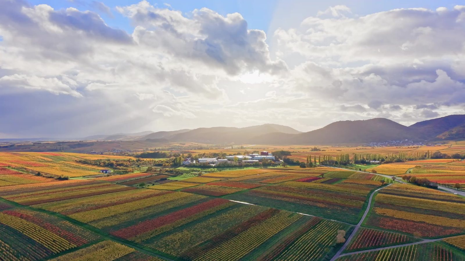 Weinberge bei Ilbesheim an der Südlichen Weinstraße im Herbstlaub, aus der Luft